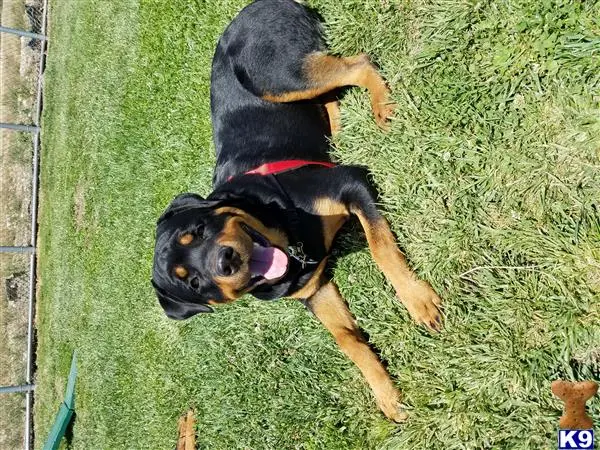 Rottweiler stud dog