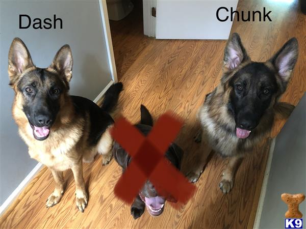 a german shepherd dog and a german shepherd dog