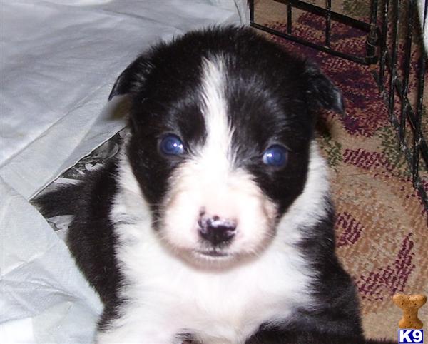 Border Collie