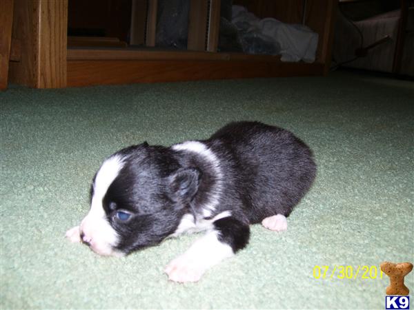 Border Collie