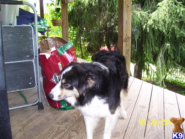 Border Collie dog