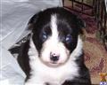 border collie puppy posted by krohollow