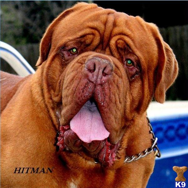 Dogue De Bordeaux