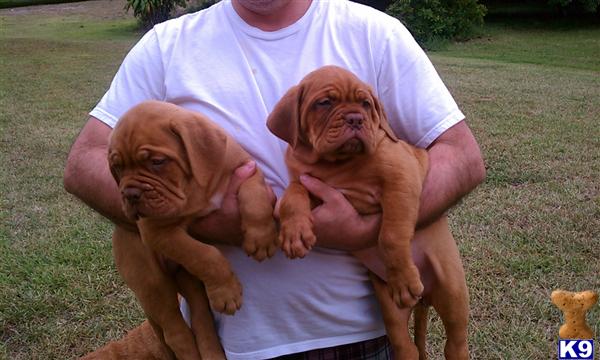 Dogue De Bordeaux