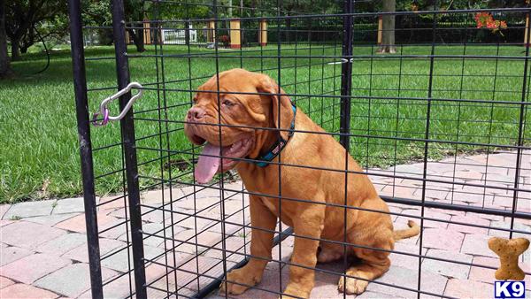 Dogue De Bordeaux