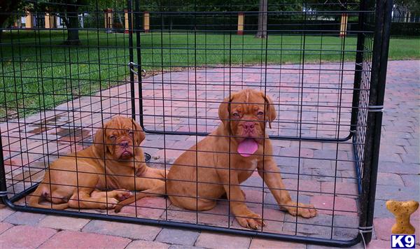 Dogue De Bordeaux