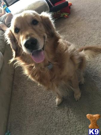 a golden retriever dog sitting on the floor