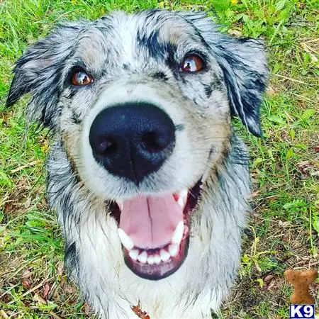 Australian Shepherd