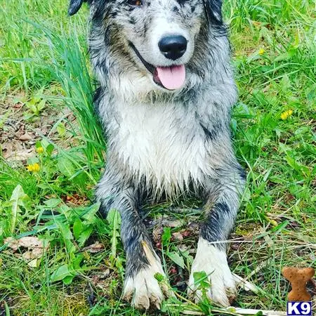 Australian Shepherd female dog