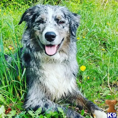 Australian Shepherd female dog