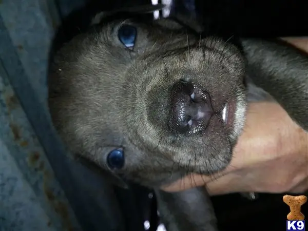 American Bully puppy for sale