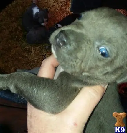 American Bully puppy for sale