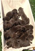 labrador retriever puppy posted by krummel
