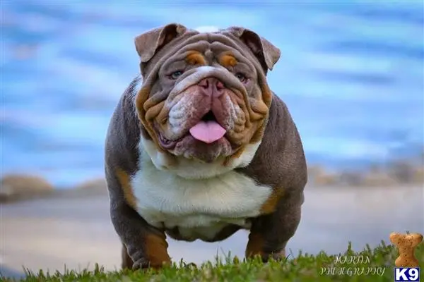 English Bulldog stud dog