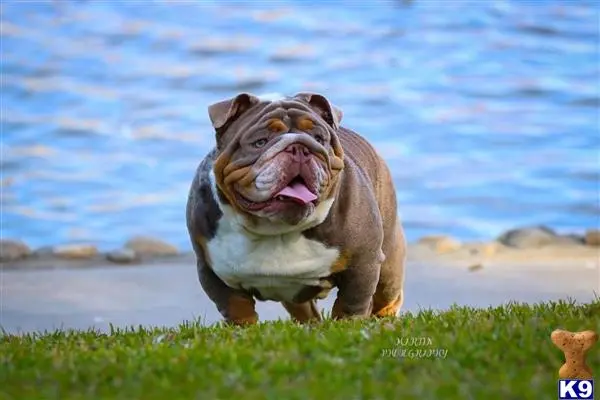 English Bulldog stud dog