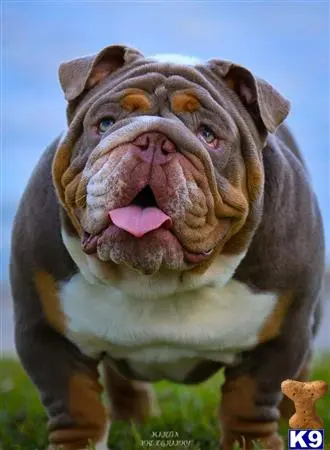 English Bulldog stud dog