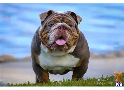 English Bulldog