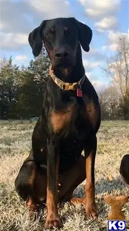 Doberman Pinscher