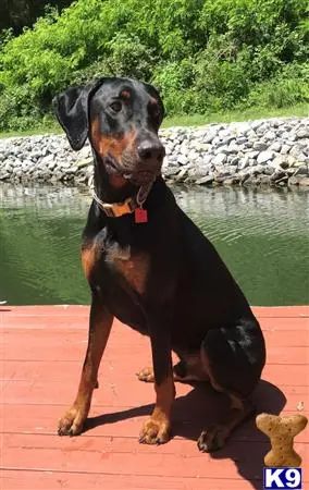 Doberman Pinscher stud dog