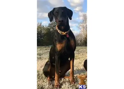 Doberman Pinscher