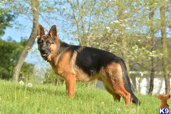 German Shepherd stud dog