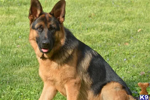 German Shepherd stud dog