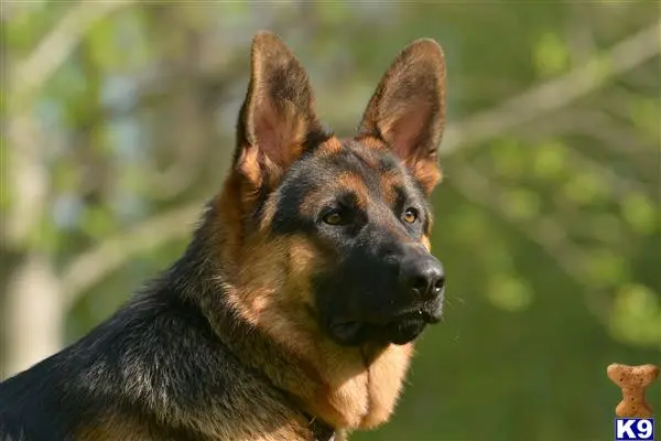 German Shepherd stud dog