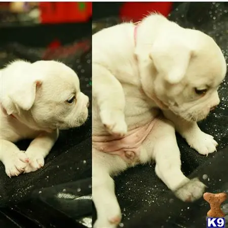 French Bulldog puppy for sale: a french bulldog puppy on a black surface