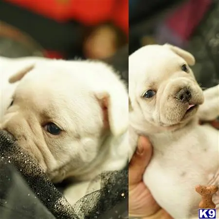 French Bulldog puppy for sale: a person holding a couple of french bulldog puppies