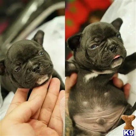 French Bulldog puppy for sale: a collage of a french bulldog dog