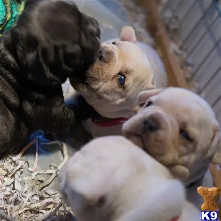 French Bulldog puppy for sale: a group of french bulldog dogs