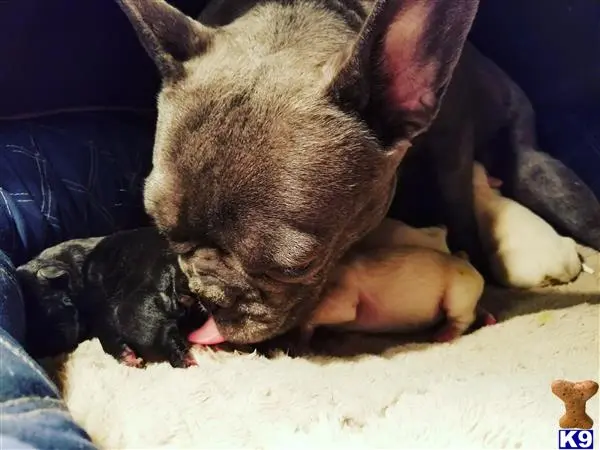French Bulldog puppy for sale: a french bulldog dog licking a french bulldog puppy