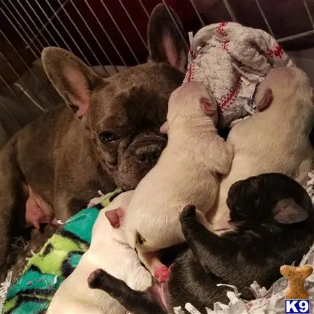 French Bulldog puppy for sale: a group of french bulldog puppies in a cage