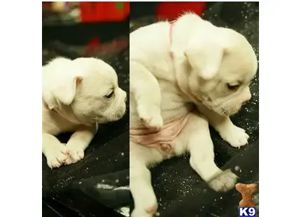 French Bulldog puppy for sale: a french bulldog puppy on a black surface