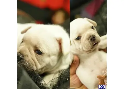 French Bulldog puppy for sale: a person holding a couple of french bulldog puppies