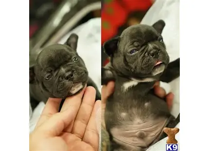 French Bulldog puppy for sale: a collage of a french bulldog dog