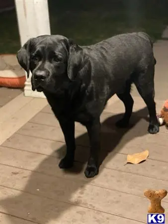 Labrador Retriever stud dog