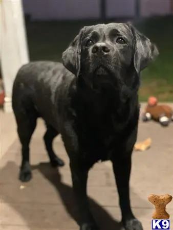 Labrador Retriever stud dog