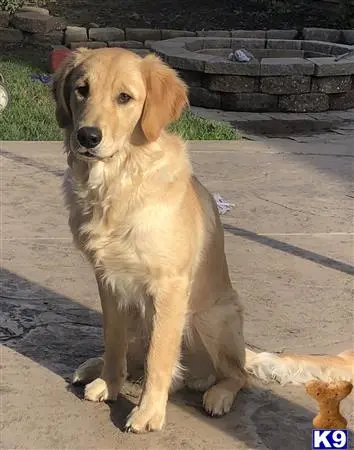 Golden Retriever stud dog