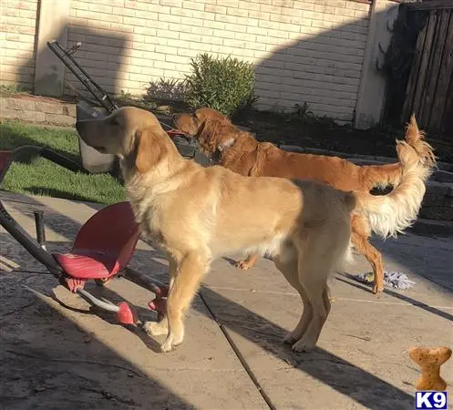 Golden Retriever stud dog