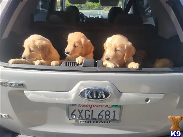 Golden Retriever puppy for sale