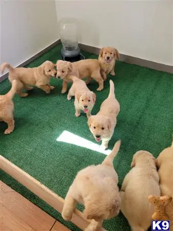 Golden Retriever puppy for sale