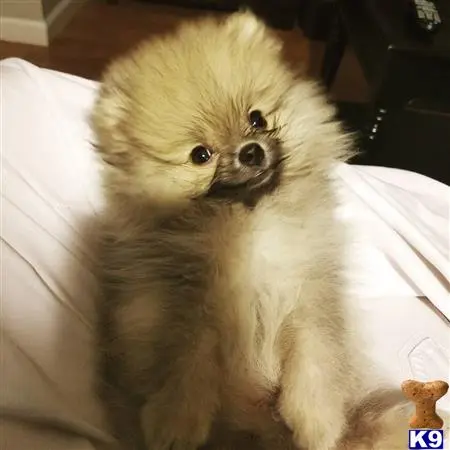 Pomeranian female dog