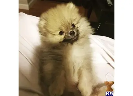 Pomeranian