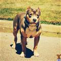american pit bull puppy posted by ksam334