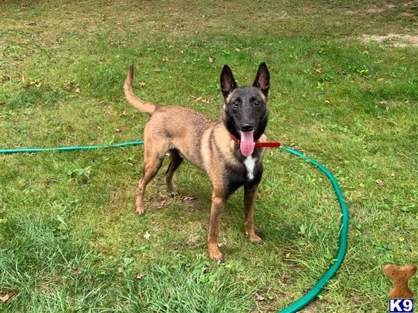 Belgian Malinois dog