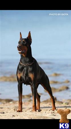 doberman pinscher puppy posted by kschwarzy