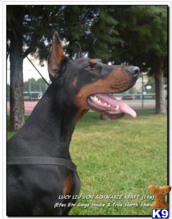 doberman pinscher puppy posted by kschwarzy