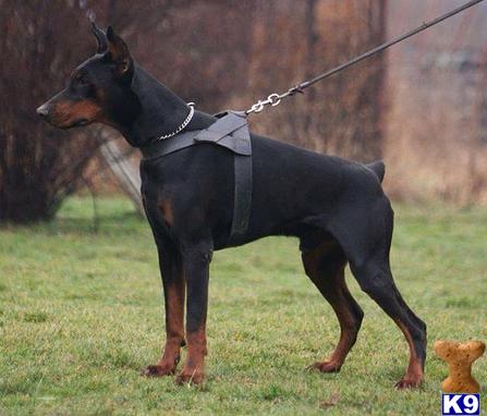 Doberman Pinscher stud dog