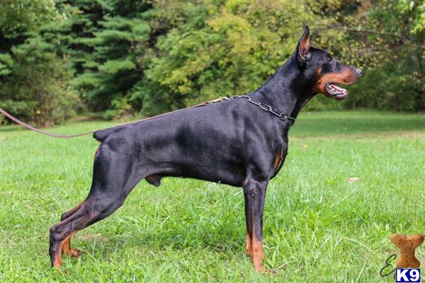 a black doberman pinscher dog running in a grassy area